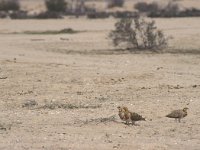 Pterocles alchata, Pin-tailed Sandgrouse