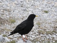 Pyrrhocorax graculus 51, Alpenkauw, Saxifraga-Willem van Kruijsbergen