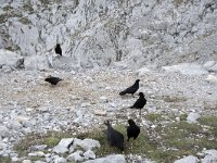 Pyrrhocorax graculus 56, Alpenkauw, Saxifraga-Willem van Kruijsbergen