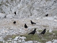 Pyrrhocorax graculus 57, Alpenkauw, Saxifraga-Willem van Kruijsbergen