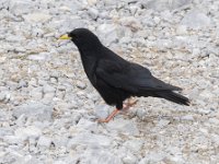 Pyrrhocorax graculus 59, Alpenkauw, Saxifraga-Willem van Kruijsbergen (2)