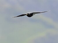 Pyrrhocorax graculus 61, Alpenkauw, Saxifraga-Tom Heijnen