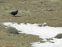 Pyrrhocorax pyrrhocorax 6, Alpenkraai, Saxifraga-Tom Heijnen