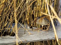 waterral  waterral bij Vogeleiland Stadsweiden te Harderwijk : Rallus aquaticus