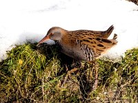 Rallus aquaticus 33, Waterral, Saxifraga-Bart vastenhouw