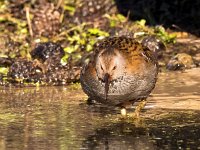 Rallus aquaticus 36, Waterral, Saxifraga-Bart vastenhouw