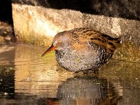 Rallus aquaticus 38, Waterral, Saxifraga-Bart vastenhouw