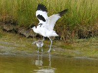 Recurvirostra avosetta 1, Kluut, Saxifraga-Piet Munsterman