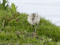 Recurvirostra avosetta 109, Kluut, chicken, Saxifraga-Theo Verstrael