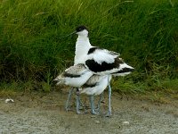 Recurvirostra avosetta 11, Kluut, Saxifraga-Piet Munsterman