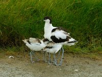 Recurvirostra avosetta 12, Kluut, Saxifraga-Piet Munsterman