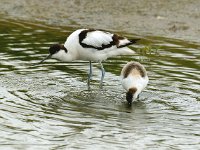 Recurvirostra avosetta 13, Kluut, Saxifraga-Piet Munsterman