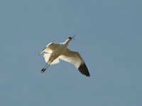 Recurvirostra avosetta 14, Kluut, Saxifraga-Piet Munsterman