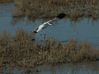 Recurvirostra avosetta 15, Kluut, Saxifraga-Jan van der Straaten