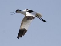 Recurvirostra avosetta 18, Kluut, Saxifraga-Mark Zekhuis
