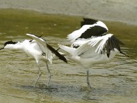 Recurvirostra avosetta 22, Kluut, Saxifraga-Piet Munsterman