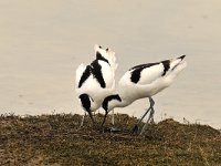 Recurvirostra avosetta 29, Kluut, Saxifraga-Piet Munsterman