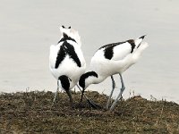 Recurvirostra avosetta 32, Kluut, Saxifraga-Piet Munsterman