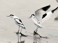 Recurvirostra avosetta 33, Kluut, Saxifraga-Piet Munsterman