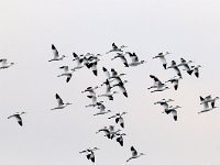 Recurvirostra avosetta 35, Kluut, Saxifraga-Piet Munsterman