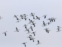 Recurvirostra avosetta 38, Kluut, Saxifraga-Piet Munsterman