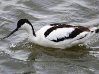 Recurvirostra avosetta 39, Kluut,Saxifraga-Bart Vastenhouw