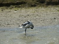 Recurvirostra avosetta 4, Kluut, Saxifraga-Marijke Verhagen