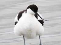 Recurvirostra avosetta 41, Kluut,Saxifraga-Bart Vastenhouw