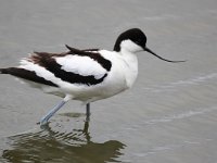 Recurvirostra avosetta 42, Kluut,Saxifraga-Bart Vastenhouw