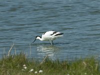 Recurvirostra avosetta 50, Kluut, Saxifraga-Willem van Kruijsbergen