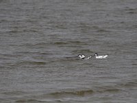 Recurvirostra avosetta 57, Kluut, Saxifraga-Dirk Hilbers