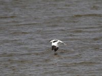 Recurvirostra avosetta 58, Kluut, Saxifraga-Dirk Hilbers