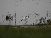 Recurvirostra avosetta 59, Kluut, Saxifraga-Peter Meininger