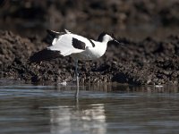 Recurvirostra avosetta 64, Kluut, Saxifraga-Bart Vastenhouw