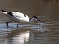 Recurvirostra avosetta 65, Kluut, Saxifraga-Bart Vastenhouw