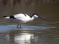 Recurvirostra avosetta 66, Kluut, Saxifraga-Bart Vastenhouw