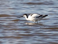 Recurvirostra avosetta 70, Kluut, Saxifraga-Bart Vastenhouw
