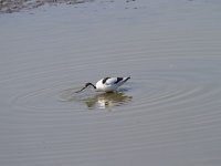 Recurvirostra avosetta 73, Kluut, Saxifraga-Jan Nijendijk