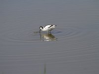Recurvirostra avosetta 74, Kluut, Saxifraga-Jan Nijendijk