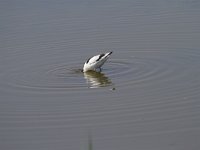 Recurvirostra avosetta 75, Kluut, Saxifraga-Jan Nijendijk