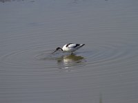 Recurvirostra avosetta 76, Kluut, Saxifraga-Jan Nijendijk