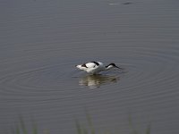 Recurvirostra avosetta 77, Kluut, Saxifraga-Jan Nijendijk