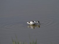Recurvirostra avosetta 78, Kluut, Saxifraga-Jan Nijendijk