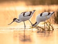 Foraging pied avocets  Pair of foraging pied avocet (Recurvirostra avosetta) wading in water in orange morning light and looking for food during sunrise : Legs, Netherlands, Pied, Protection, Recurvirostra, animal, asian, avocet, avosetta, beak, bill, bird, black, blue, breeding, conservation, couple, europe, fauna, feeding, fishing, food, france, friesland, groningen, holland, kluut, long, marsh, migratory, mud, mudflat, nature, pair, reflection, saebelschnaebler, seeking, shore, side, spain, spring, swamp, wader, wading, water, white, wild, wildlife