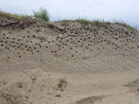 Colony of Sand Martins (Riparia riparia)  Colony of Sand Martins (Riparia riparia) : animal, bank martin, bird, colony, fauna, heap of sand, natural, nature, nest, nest site, sand, sand martin, sandy, steep slope, swallow, tunnel, wildlife, no people, nobody, non-urban scene, outdoors, outside, rural scene