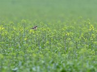 Saxicola rubetra 25, Paapje, Saxifraga-Tom Heijnen