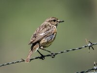 Saxicola rubicola 154, Roodborsttapuit, adult, female, Saxifraga-Theo Verstrael