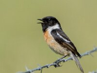 Saxicola rubicola 157, Roodborsttapuit, adult, male, Saxifraga-Theo Verstrael