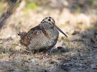 Scolopax rusticola 4, Houtsnip, Saxifraga-Mark Zekhuis