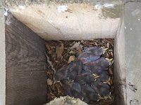 Nestbox with 9 young Nuthatches (Sitta europaea)  Nestbox with 9 young Nuthatches (Sitta europaea) : 9, animal, animals, avifauna, bird, breeding, brood, family, fauna, hatch, natural, nature, nest, nestbox, nine, nuthatch, nuthatches, reproduction, sitta, sitta europaea, songbird, songbirds, together, togetherness, wildlife, young, youth